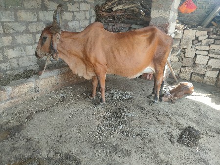ગાય