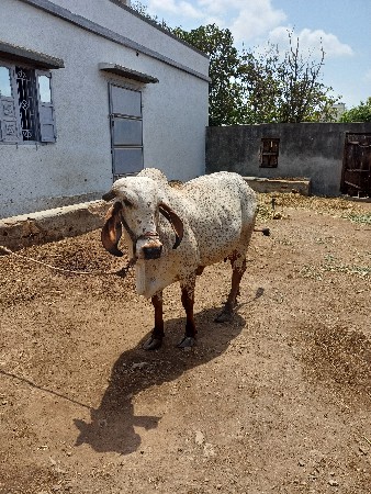 ગાય વેશવા ની