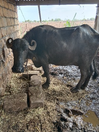 ભૅસ વૅચવાની છૅ