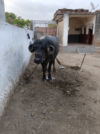 ભેંસ વેચવાની છે