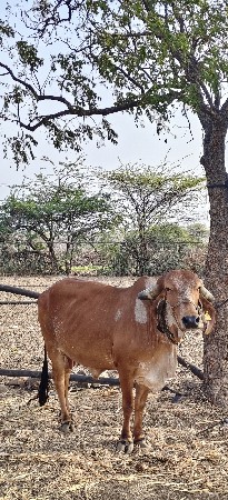 ગાય વેચવાની છે