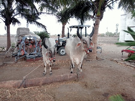 બળદ વેચવાના છે
