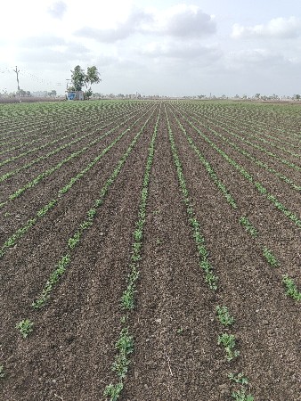 મગફડી બીયારણ