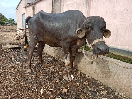 ખડેલી વેચવાની છે