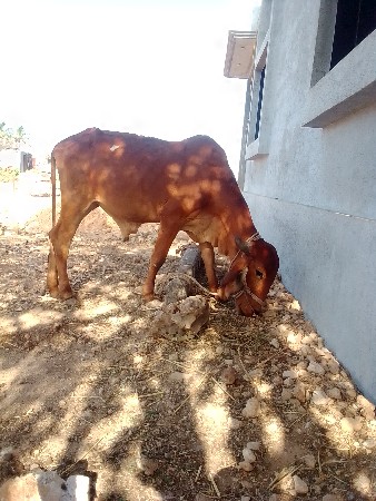 સુત્રાપાડા