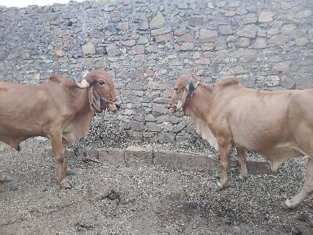 બડદવેસવાનાછે બે વાવણીનાછે