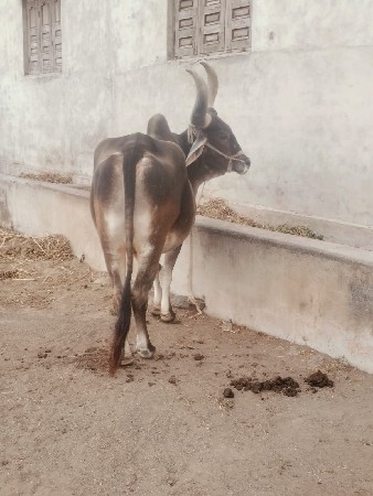 આ બળદ વેચવાનો છે