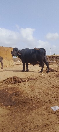 ભેંસ વેચવાની છે ત્રીજો વેધર