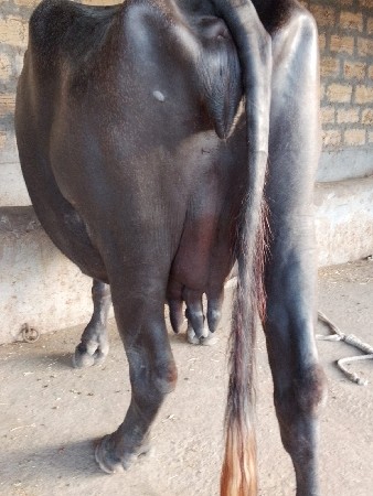 ખળેલી વેચવાની છે