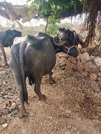 ભેસ વેસવાની છે
