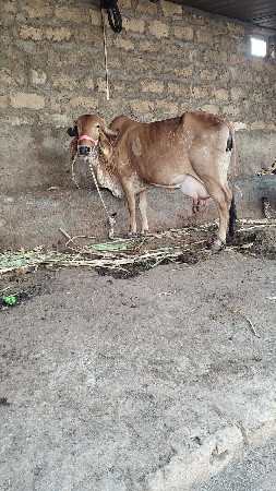 ગીર કાબરી ગાય વિયાલ
