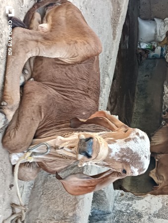 9 મહિના ની વાસડી