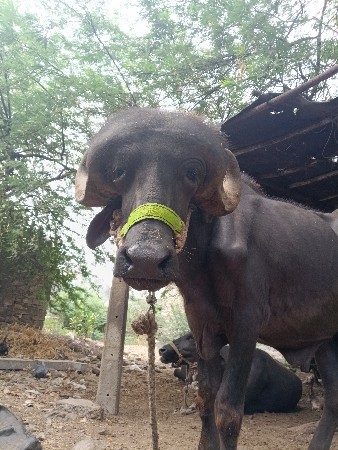 વેચવાની. મોબાઈલ નંબર 9081580713