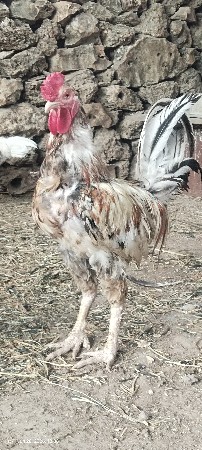 ઓરિજનલ દેશી