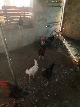 મુરઘા વેચવાનાસે