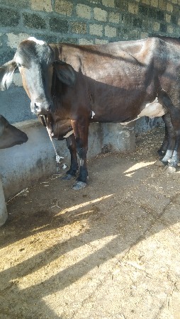 gai vasavanisa gir kos