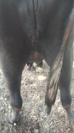 1 વેતરી ખળેલી વેચવાની છે