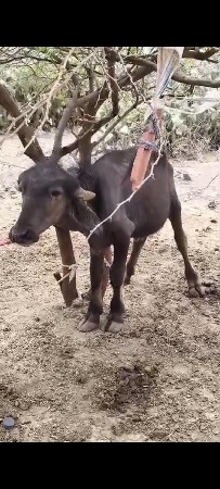 પાડો ને પાડી