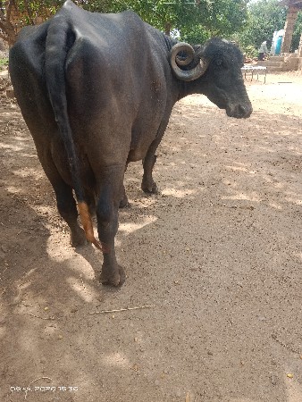 ભેસ વેચવાની છે