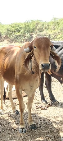 2 ગીર વોડકિયું વેસવાની છે