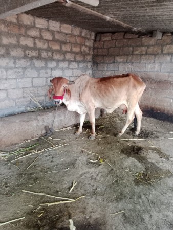 ગાયવેચવાનીછે
શાતદીવનીવીયાછે