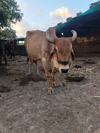 ગાય વેચવાની છે