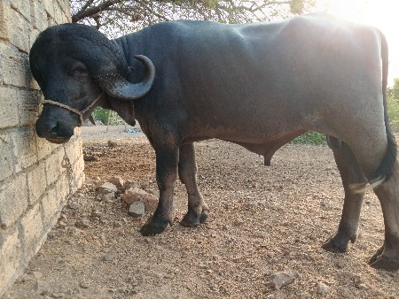 પાડો વેચવાનો છે