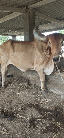 બળદ વેચવાના છે