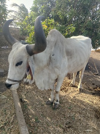 બળદ વેચવા ના સે