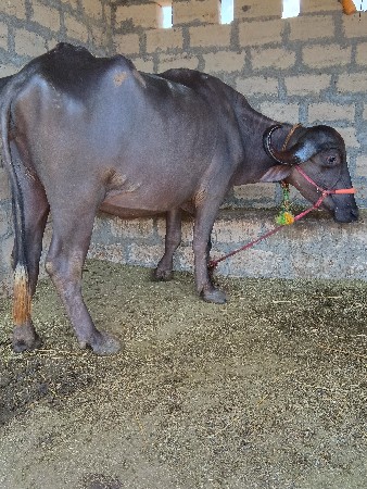 જાફરાબાદી
