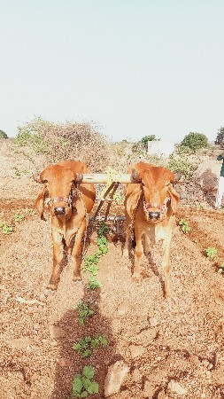 ગોઢલા વેચવાના છે