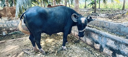 ભેંસ વેચવા ની છે
