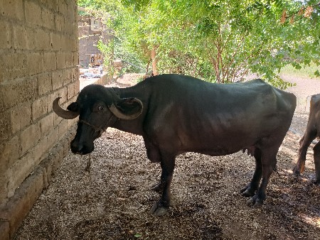 ભેંસ વેચવાની છે