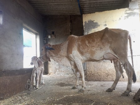ગાય વેચવાની છે