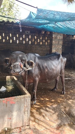 ખડેલી વેચવાની છે