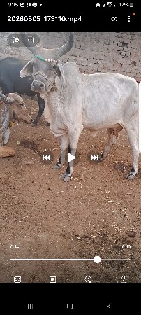 કાકરેજ એક મહીના?ની વીયાલ