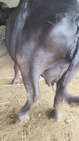ભેંસ વેચવાની છે