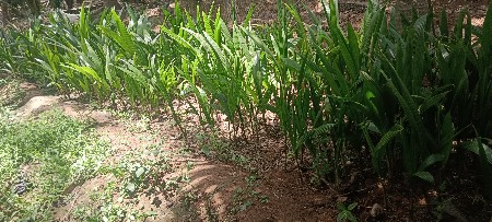 બોનાના લોટણ અન્ય રોપા મળશે