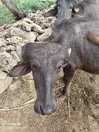 પડો