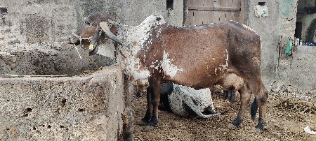 કાબરી ગીર ગાય