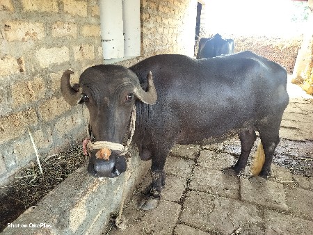be bhesh vechvani 6