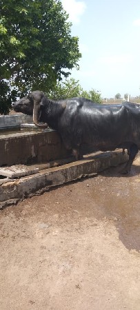 વેચવાની છે