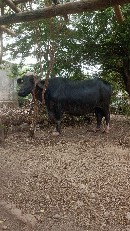 ભેંસ વેચવાની છે આઠ મહિનાની ગાભણ