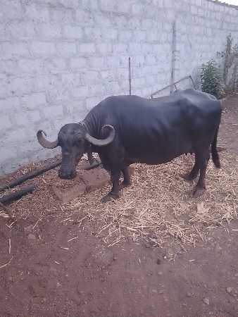 ભેંસ વેચવાની છે
