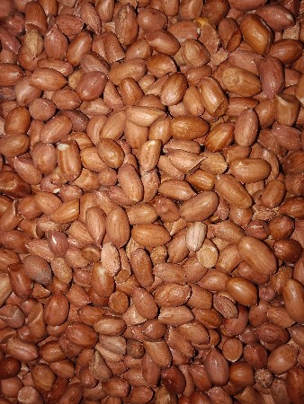 22 નંબર બીયારણ