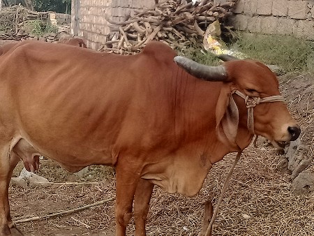 નાથાભાઈ