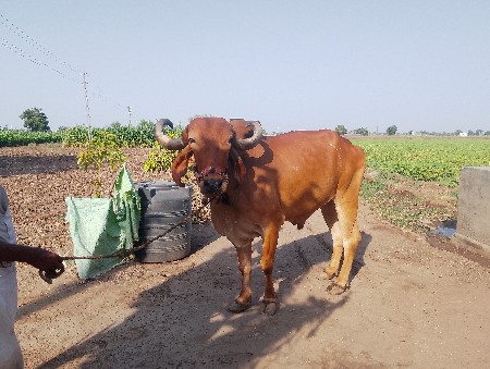 બળદ વેચવા નો સેડાબીયાર હલે છે