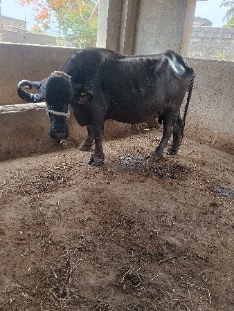 ચોથું વેતર ભેંસ વેચવાની છે