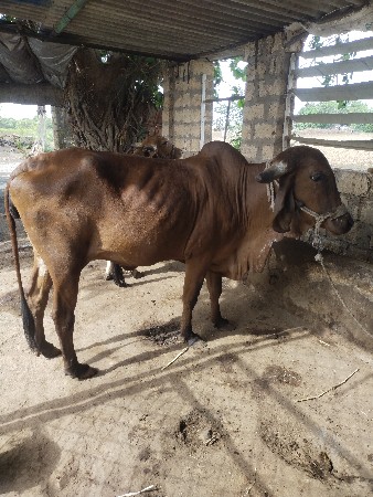 ગાય વેચવાની છે