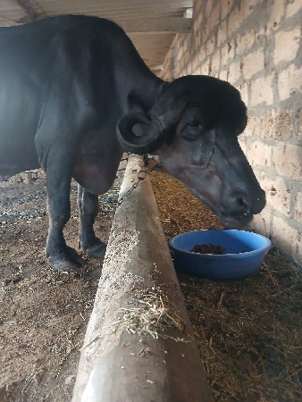 આ.જાફરિ.ખડાય.વેશવાનિછે
